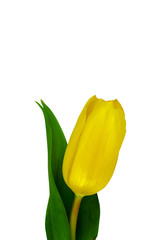 Yellow tulip Isolated on a white background. Close-up.