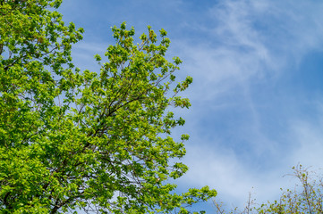 Rami e foglie della quercia in primavera