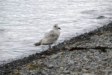 Herring Gull (Larus argentatus) sea bird sitting on the stone shore of the sea of ​​Japan on a cloudy spring day. Far East, Russia