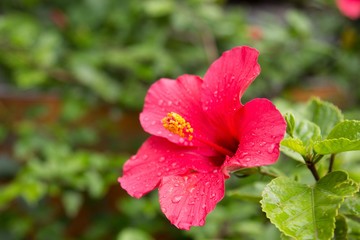 Beautiful flower with the drops of rain
