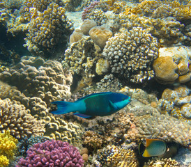 Obraz na płótnie Canvas Underwater world. Coral fishes of Red sea.
