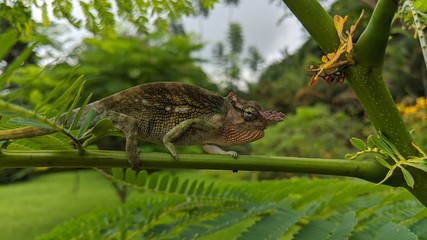 Chameleon on branch. Kilimanjaro two-horned chameleon. Kinyongia tavetana. Dwarf Fischer's chameleon