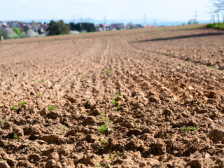 Close up of the freshly plowed field with sprouts.
