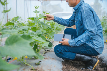 Farmers in green vegetable plots in closed houses to protect against insects