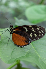 Side view of Heliconius hecale butterfly, the tiger longwing on a green leaf