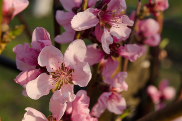 Buds and flowers on the branches of peach. Flowering tree in early spring. Pink flowers on a fruit tree on a background of greenery.