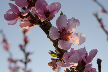 Buds and flowers on the branches of peach. Flowering tree in early spring. Pink flowers on a fruit tree on a background of greenery.