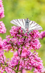 papillon posé sur des lilas - butterfly posed on lilacs