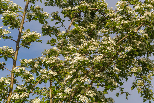 Crataegus monogyna. Ramas de majuelo con hojas y flores en primavera. Espino Albar o Blanco.