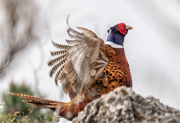faisan avec les ailes déployées - pheasant with outstretched wings
