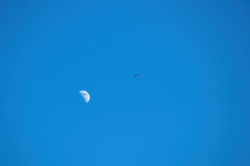 Gabelweihe, Rotmilan (Milvus milvus) , kreist neben Halbmond vor blauem Himmel, tags über,  Freiraum oben und rechts