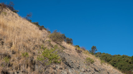 Fototapeta na wymiar family of deers climbing a field of yellow grass, california