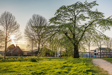 A large green field with trees in the background