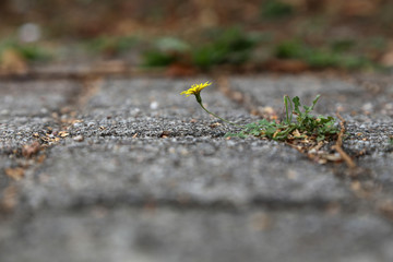 gelber Löwenzahn auf dem Gehweg 