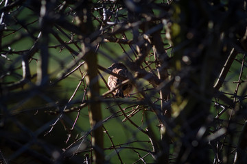 Haussperling, Spatz (Passer domesticus) sitzt in Gewüsch, Strauch und schaut nach links