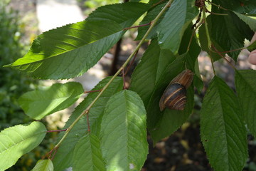 a snail crawls on a branch