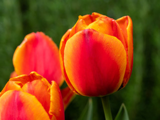 Close-up view on the button of red tulip.