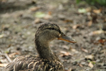 The Head of a Female Mallard Duck Bird.