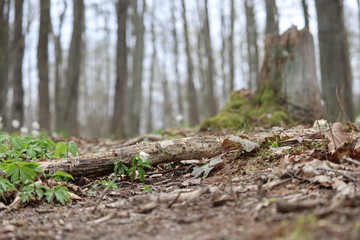 Old Forest and spring