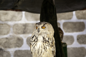 Wild eagle owl