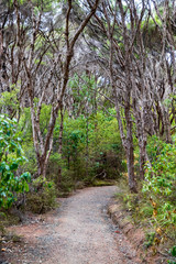 Trees at Cooks beach  at Purangi in New Zealand