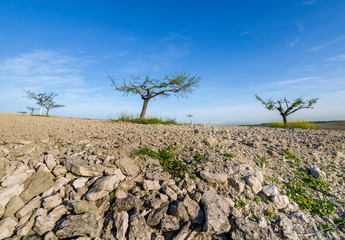 Acacias en los campos de Pinto. Madrid. España. Europa.