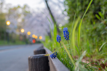 blue flowers on the grass