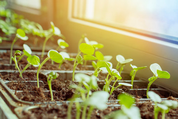 Young seedlings of vegetables grew on the window.