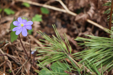 Flower - Blue flower grows in the forest.