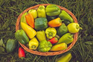 A bunch of juicy colorful peppers from the garden greenhouse are in a large basket. Large crop on the grass.