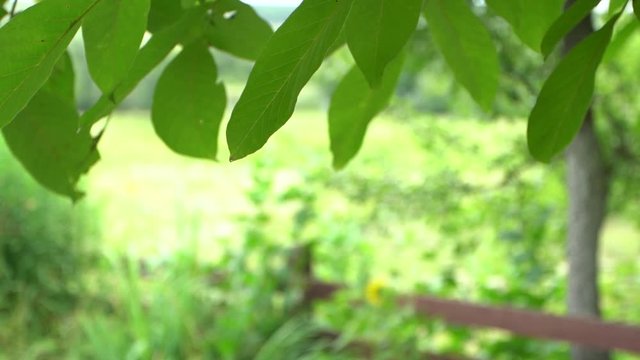 Closeup view of fresh green foliage of tree growing outdoor in backyard. Leaves forming natural border or frame video background.