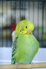 Budgie sitting on the wooden stick in cage. beautiful parrot lovebird
