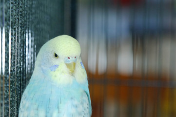 Budgie sitting on the wooden stick in cage. beautiful parrot lovebird

