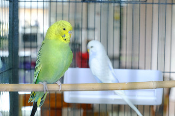 Budgie sitting on the wooden stick in cage. beautiful parrot lovebird
