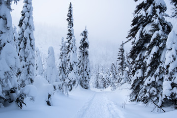 Snowy trail in pine tree forest
