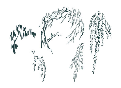 Wall decal Sticker Weeping willow willow sketch branch root png  PNGEgg