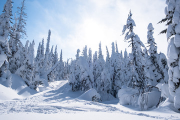 Snowy trail in pine tree forest