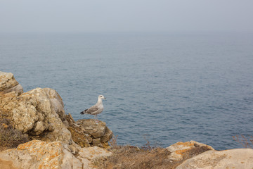 Fototapeta na wymiar Seagull bird standing feet on cliff in Atlantic Ocean.