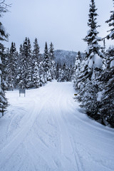Snowy trail in pine tree forest