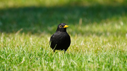 a blackbird , turdus merula, on the green lawn looking for food
