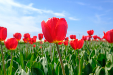 Red tulips in the field with wide angle lense from below, blue cloudy sky in the Netherlands. Selective focus
