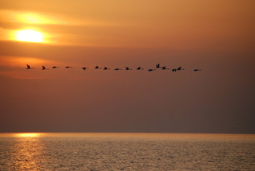 A flock of swans in the sunset