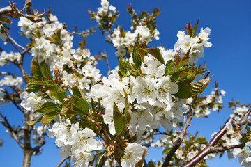 beautiful close up of white cherry blossoms with blue sky, spring background, blossoming fruit trees on a sunny day