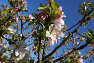 beautiful close up of pink apple blossoms with blue sky, spring background, blossoming fruit trees on a sunny day