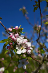 beautiful close up of pink apple blossoms with blue sky, spring background, blossoming fruit trees on a sunny day
