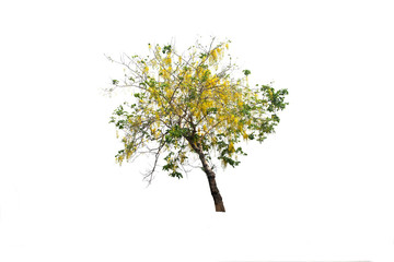Fototapeta premium Tabebuia or Golden tree or Tallow Pui tree on isolated, an evergreen leaves plant di cut on white background with clipping path..