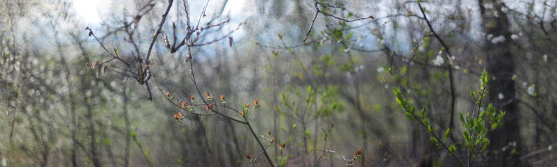 panorama  spring flowers