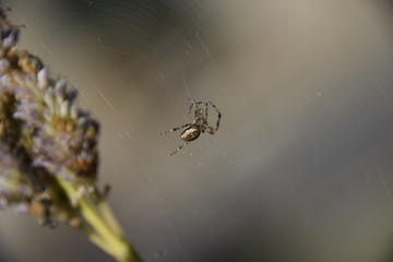 Araignée sur sa toile