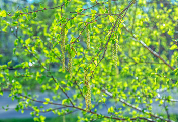 Birch tree branches with green trees and catkins. Spring nature background. 