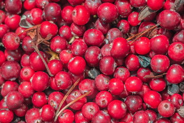 red cherries background